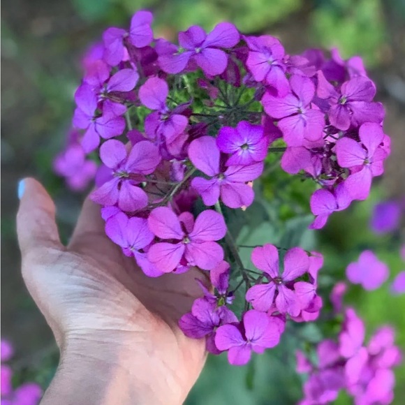 🪷64 Money ‘Silver Dollar’ Luck Lunaria Plant Seeds, Non-GMO Heirloom🪷 - Picture 10 of 14